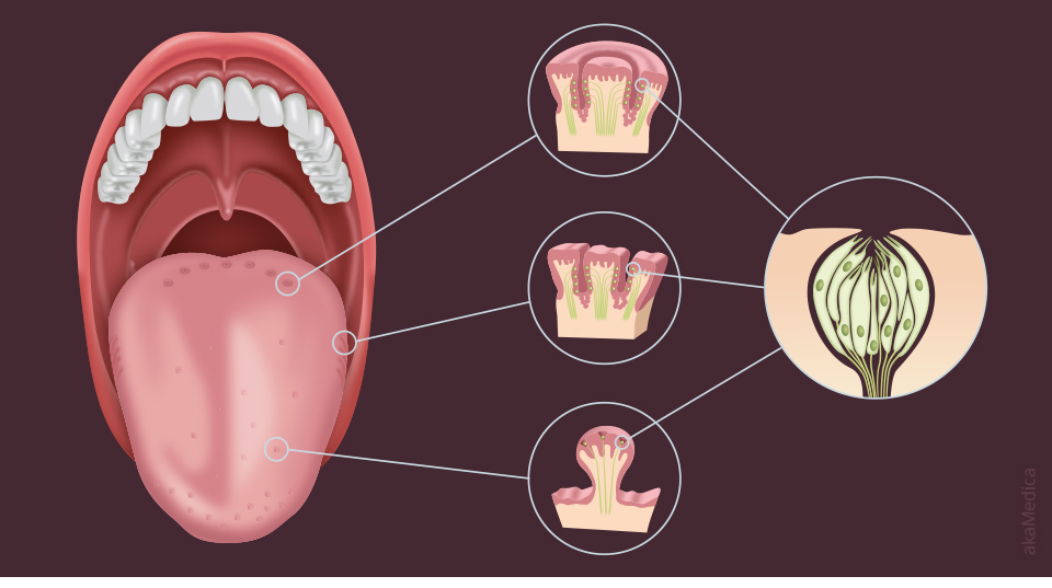 Infographic Receptor cells of the tongue
