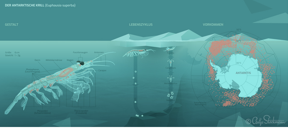 Infographic Euphausia superba